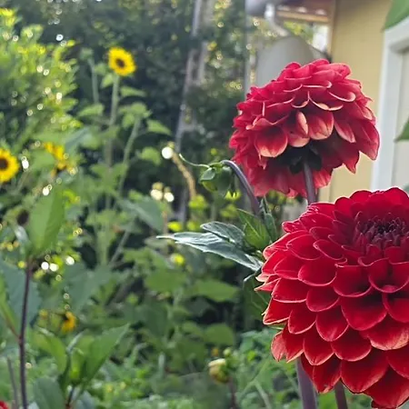 Dalia * تشوباك