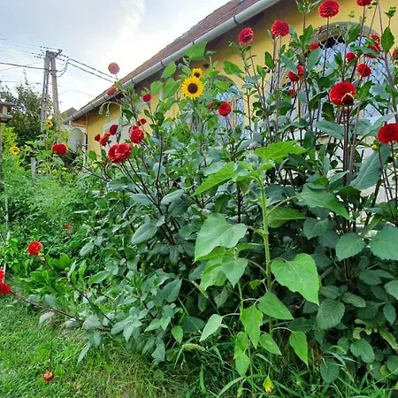 Dalia * تشوباك